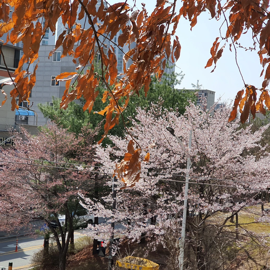백석아이파크1차와 계룡아파트 썸네일