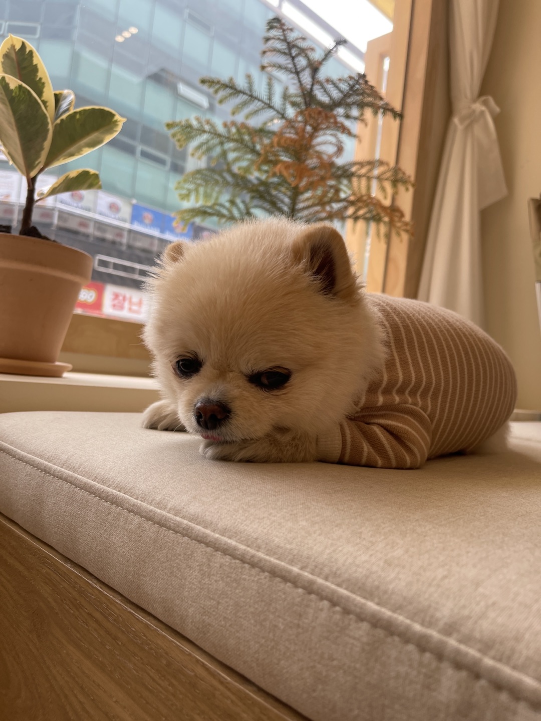 귀여운 두유 보러오세용~ 썸네일