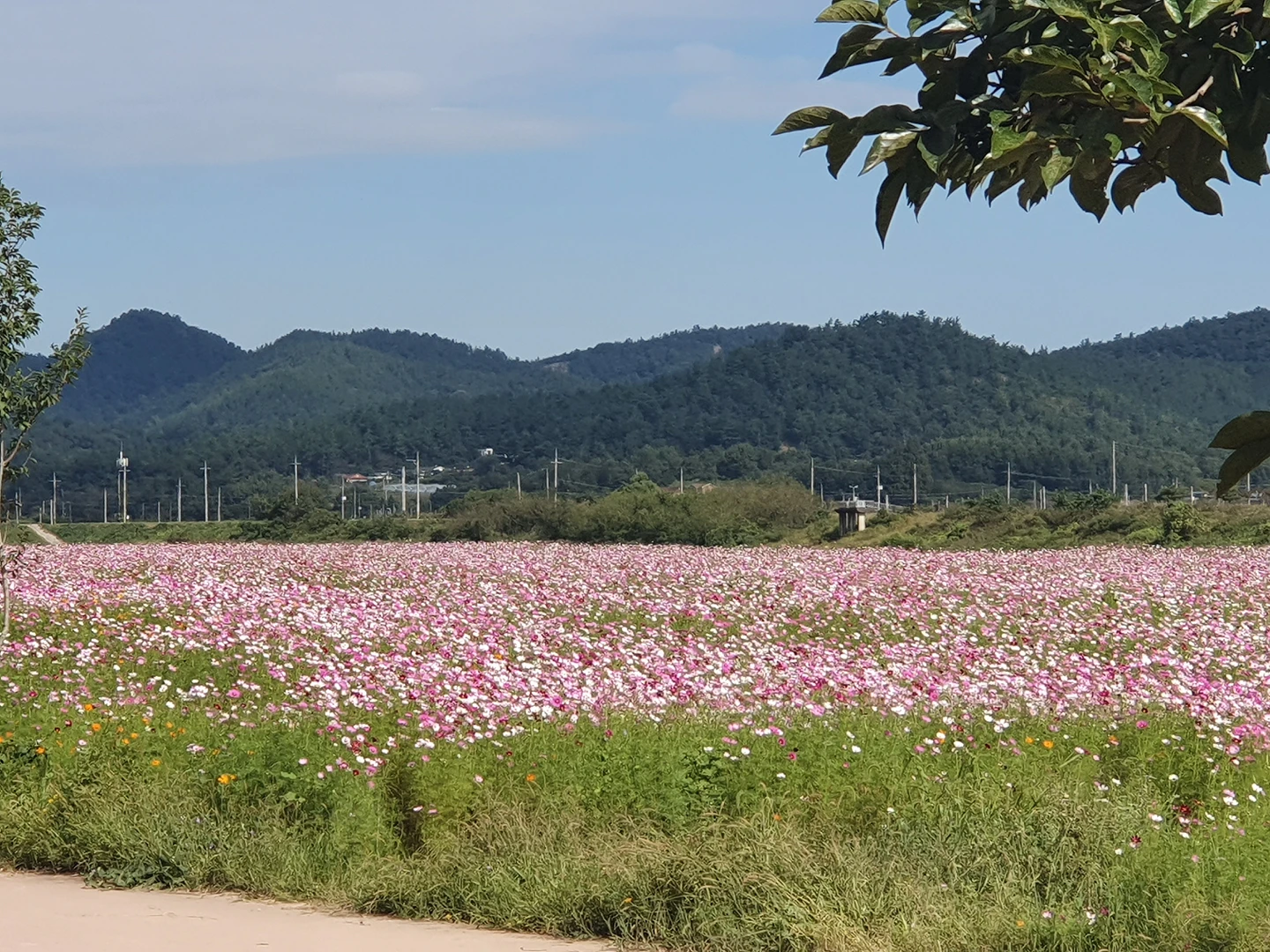 남평드들강 중우하나린@상가에 썸네일