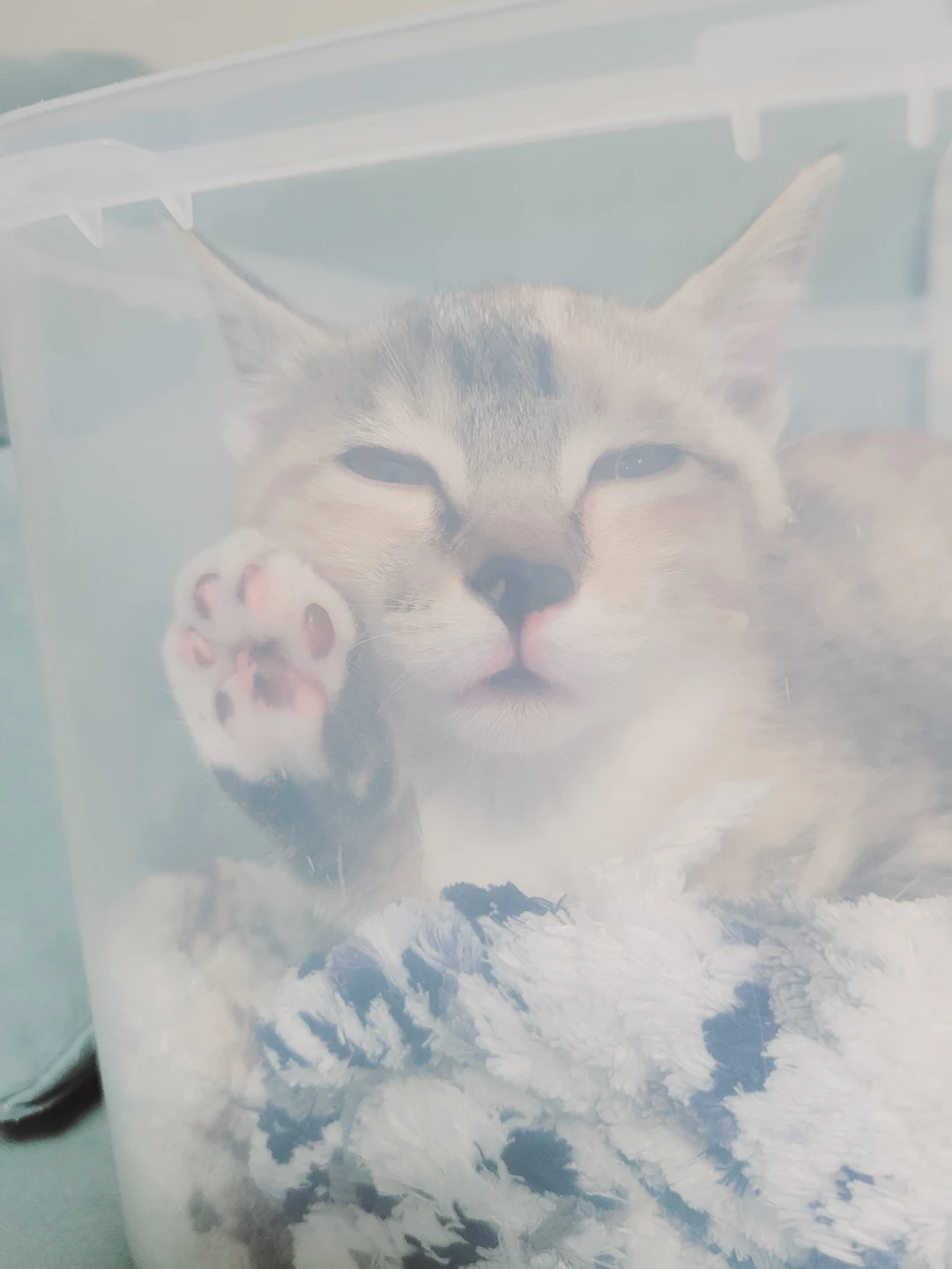 고양이 찾습니다.. 아기고양이고 사료 땠어요.. 썸네일