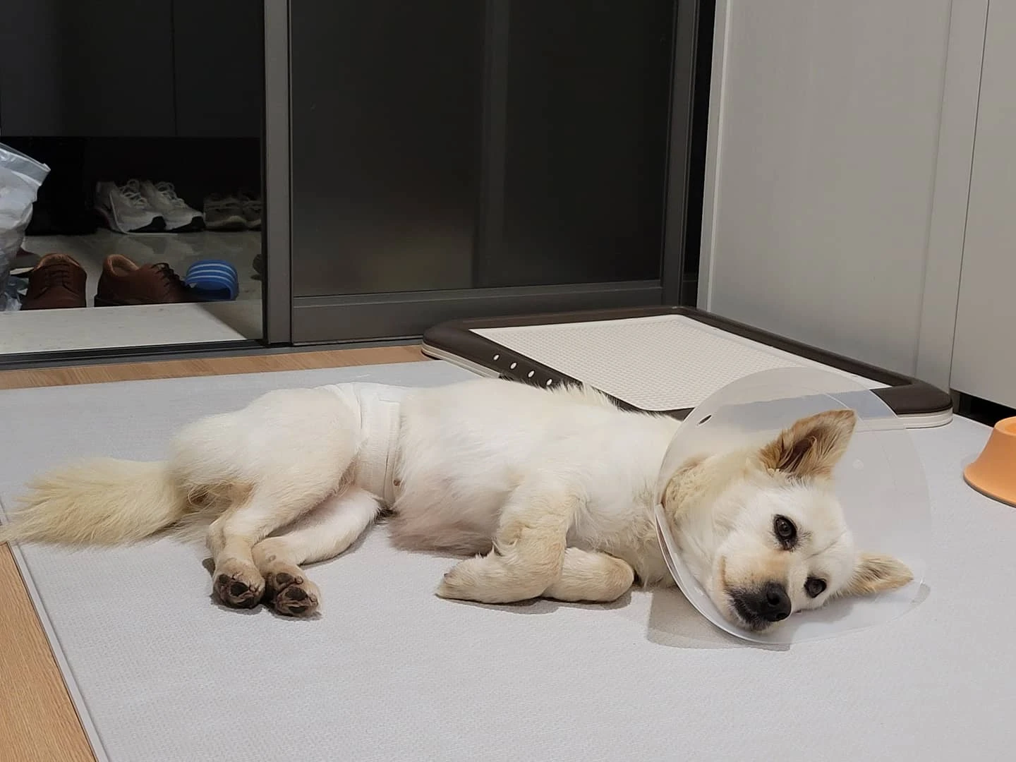 쇠사슬을 끌고다니던 해리 가족을 찾습니다. 썸네일