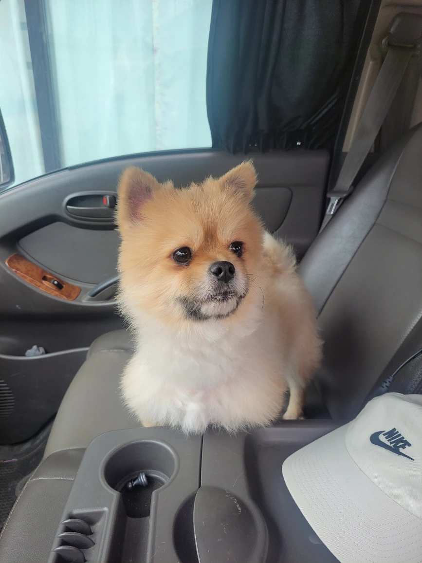 강아지(뽀메) 잃어버리신분? 썸네일