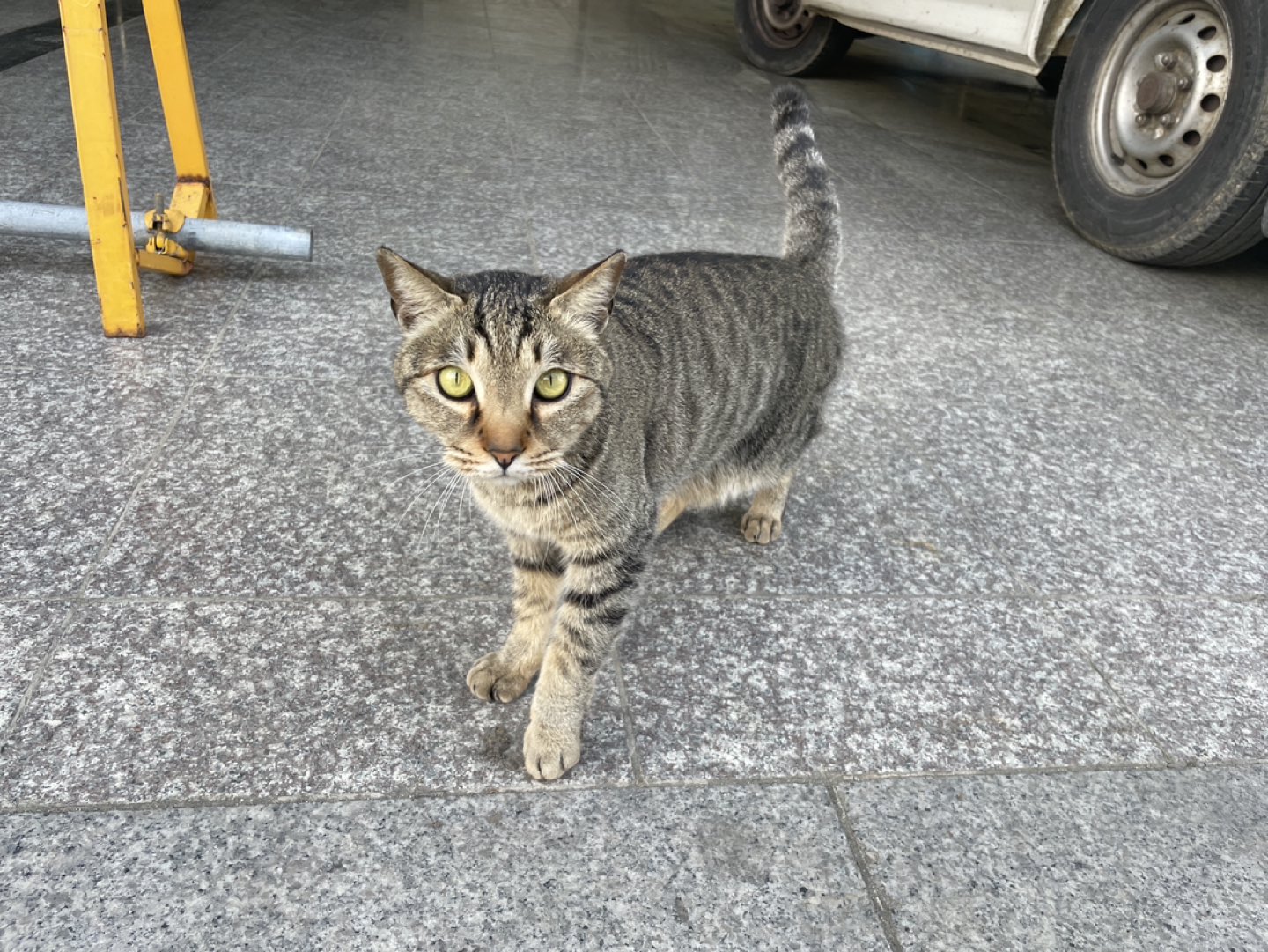 고양이 잃어버리신분 찾아요 썸네일