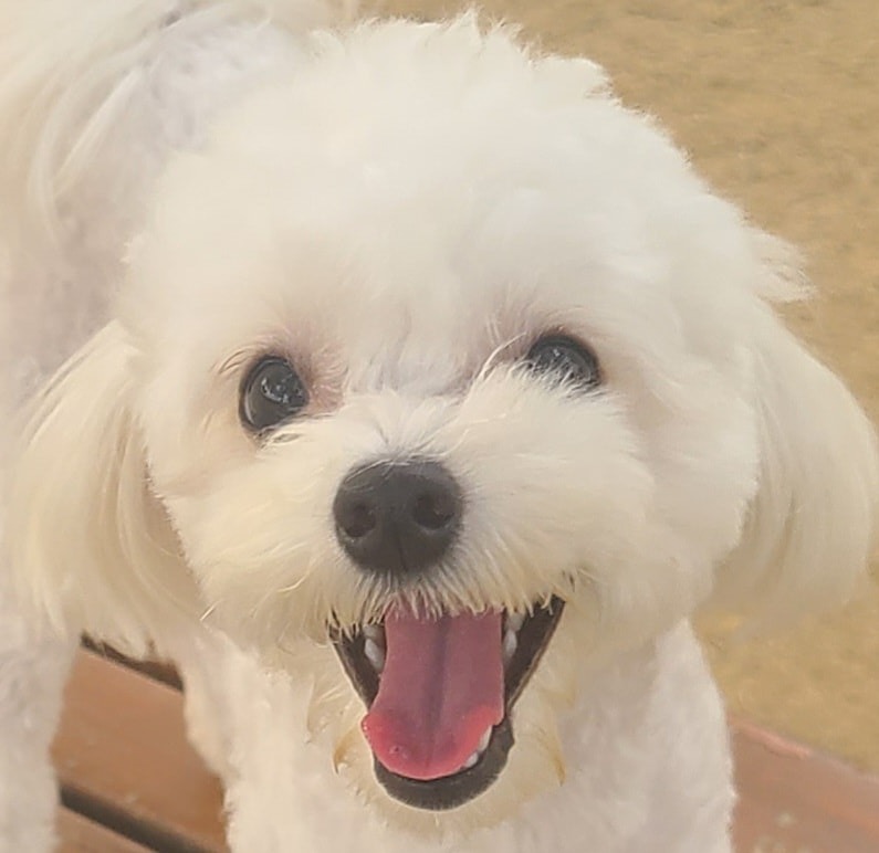 삼막애견공원 보라매공원 반려견 산책 모임❤️ 썸네일