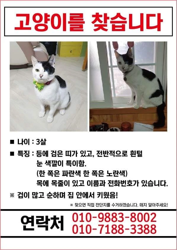 고양이 찾아요~~ 썸네일