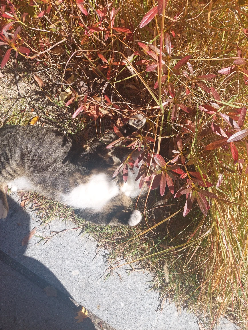 장성에 고양이 아직두잇네요 ㅜㅜ암만봐도길고양이는아닌거같 썸네일