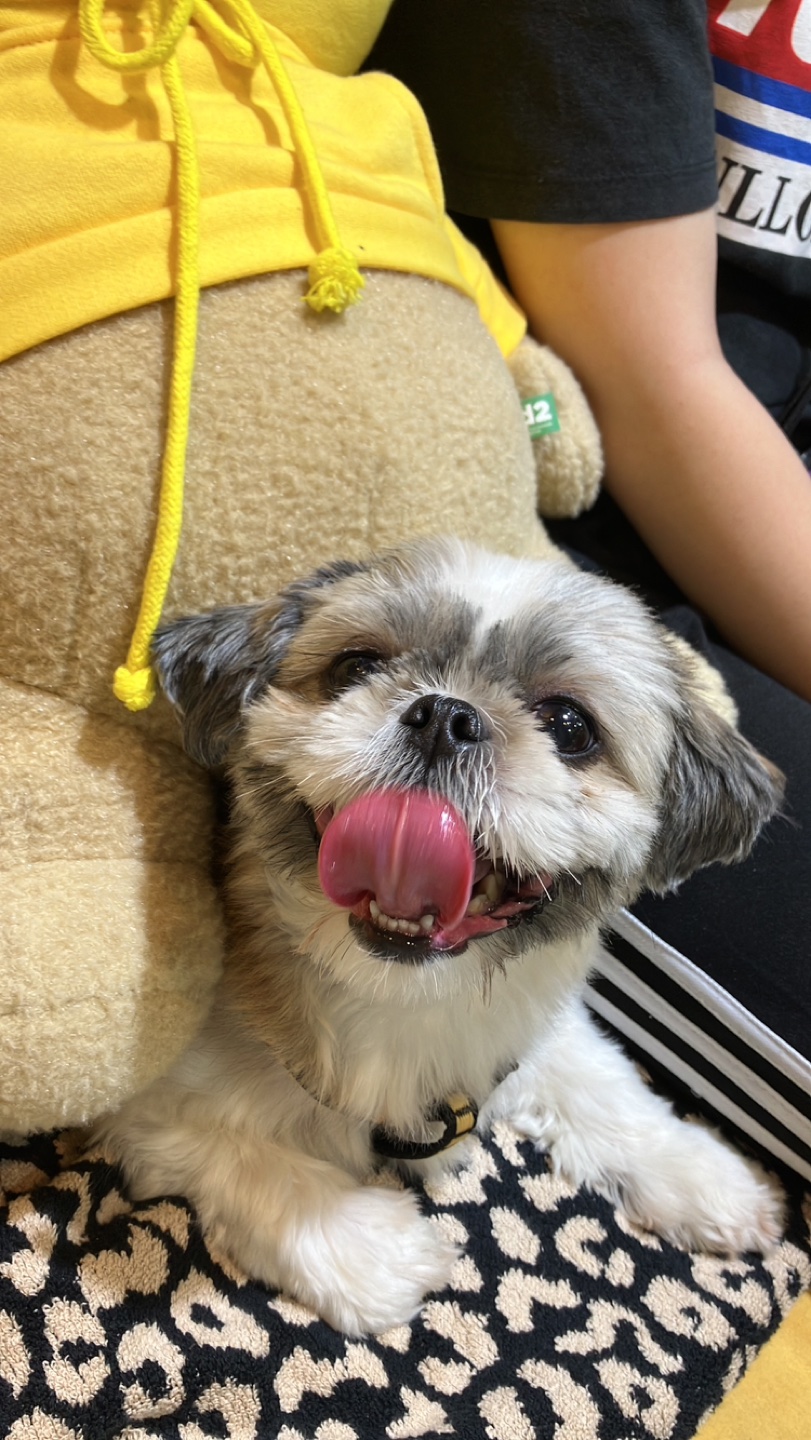 강아지를 찾습니다 썸네일