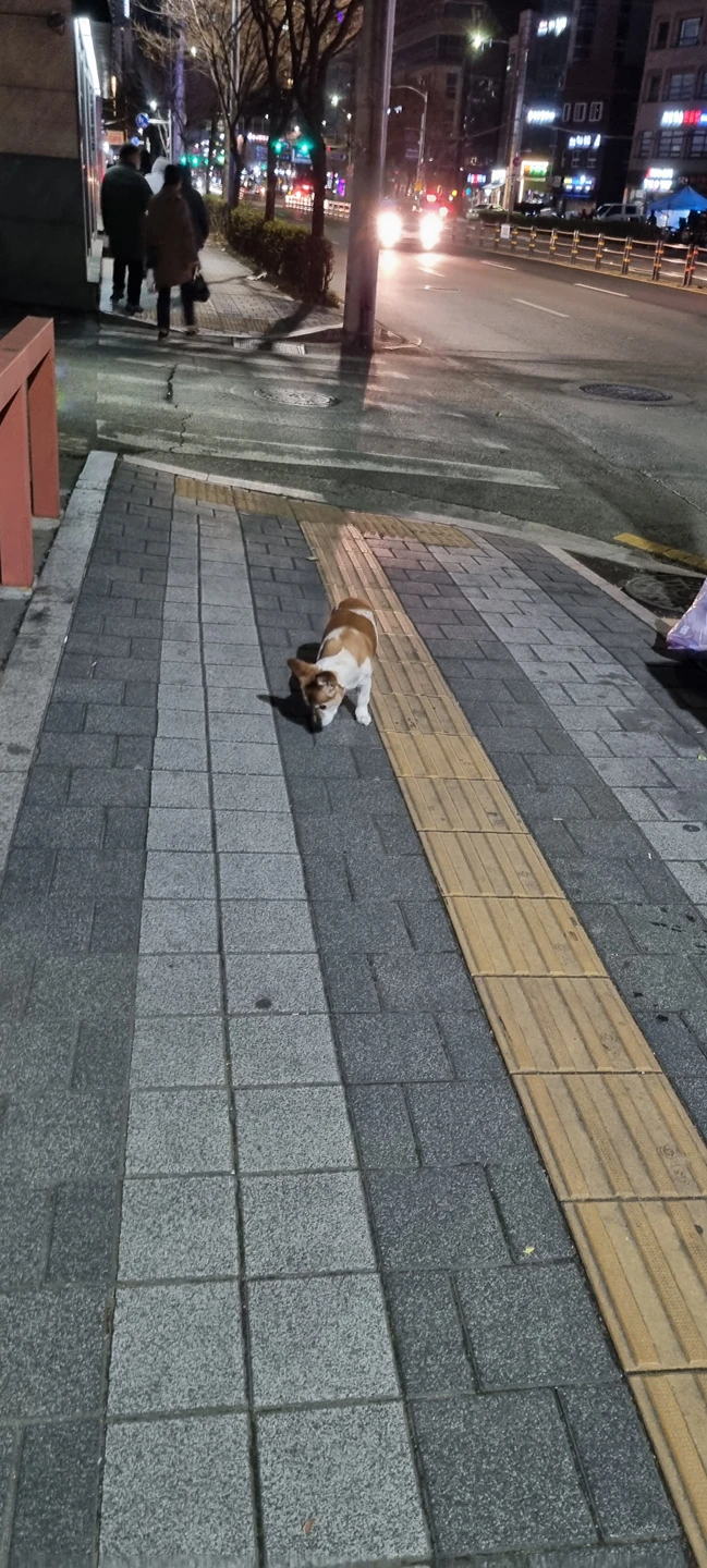 강아지 잃어버리신분 계신가요? 사당보건소  썸네일