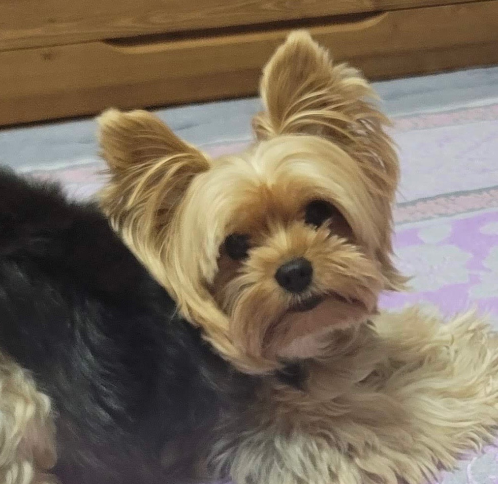 🐶천하제일 강아지 자랑대회🐶 썸네일