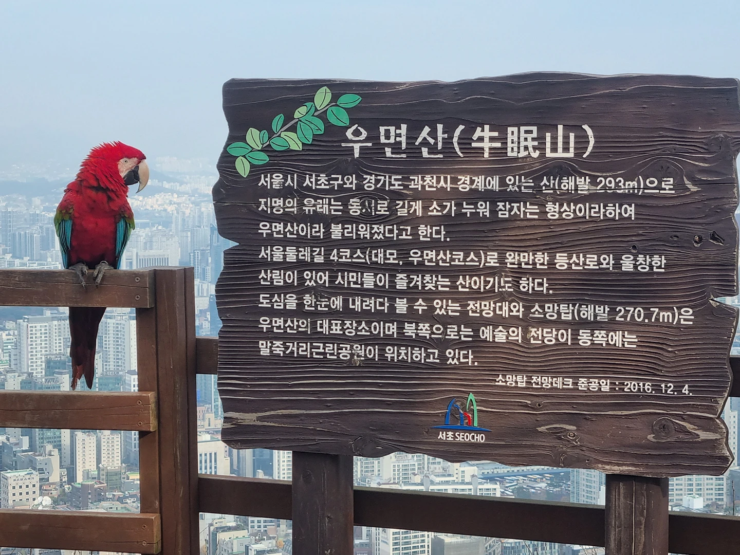 지금 우면산에 앵무새가 있어요. 썸네일