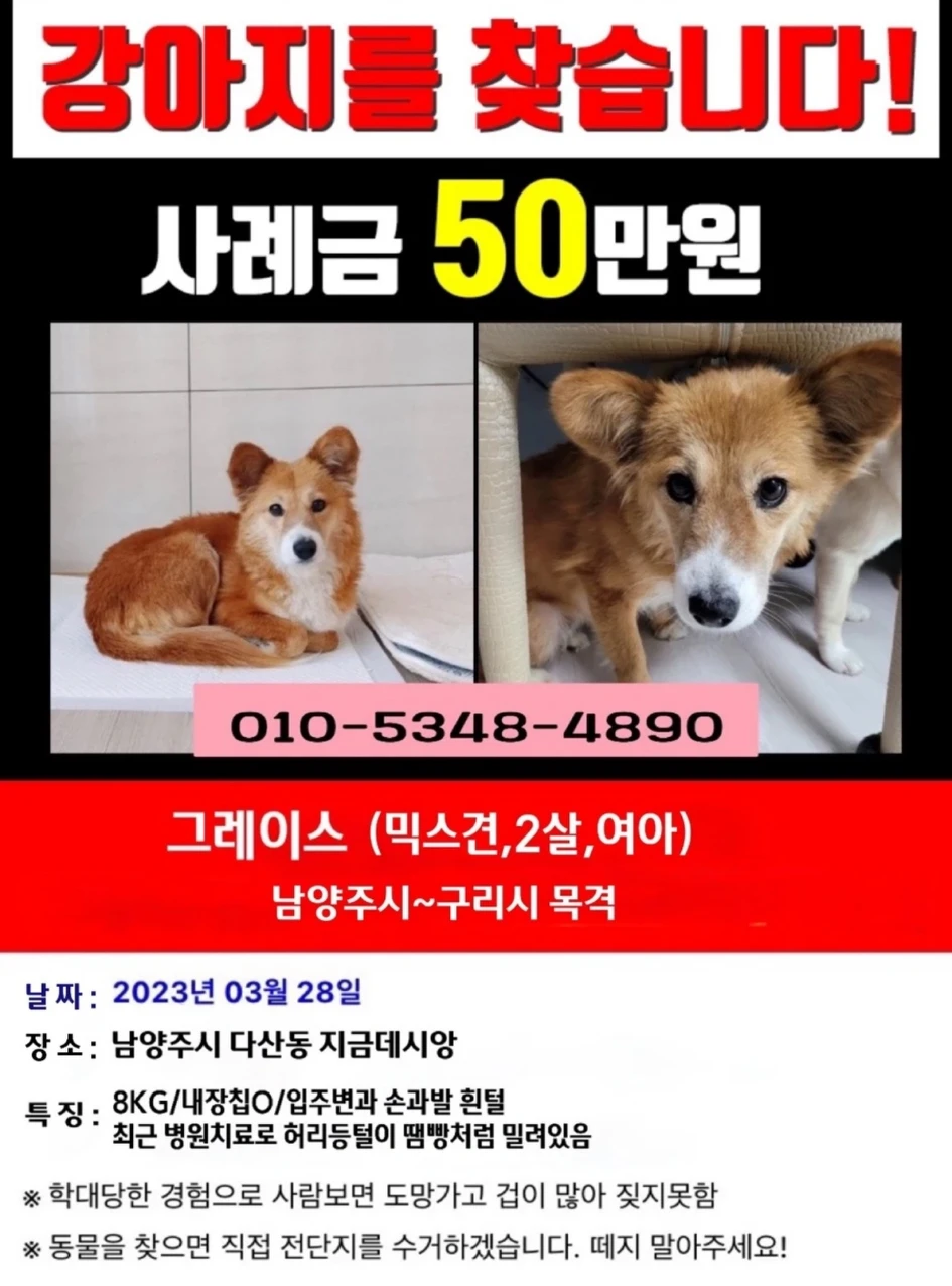 강아지를 찾습니다 썸네일