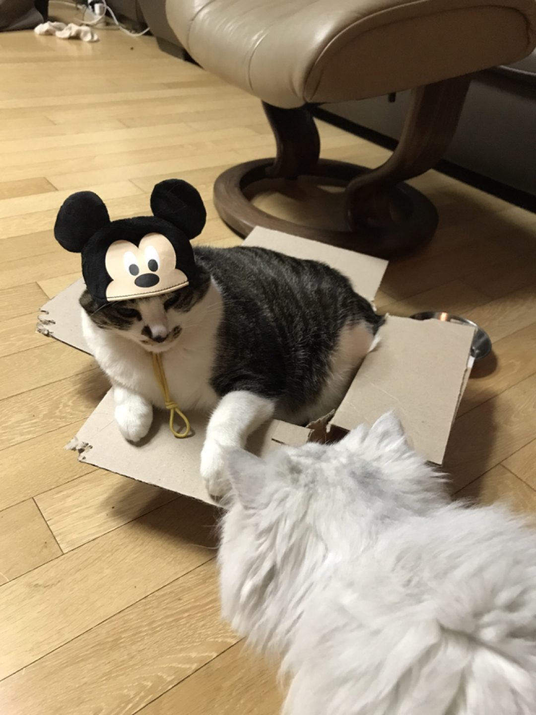 5남매 돌보는 집사입니다~ 고양이 진료 잘보는  썸네일