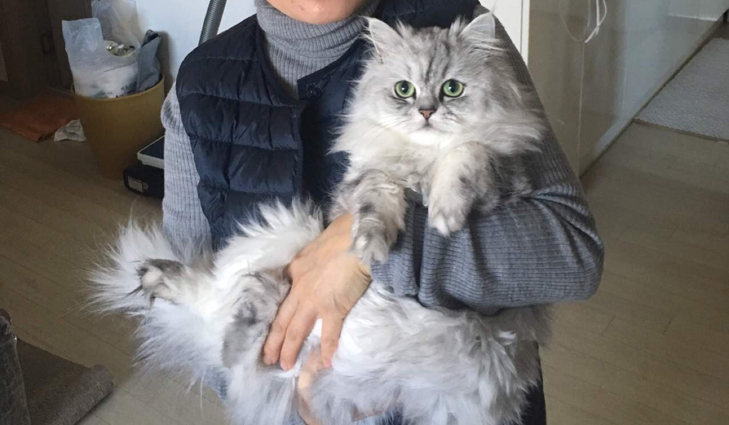 안녕하세요 사진은 저희집 고양이 꽁이에요. 썸네일