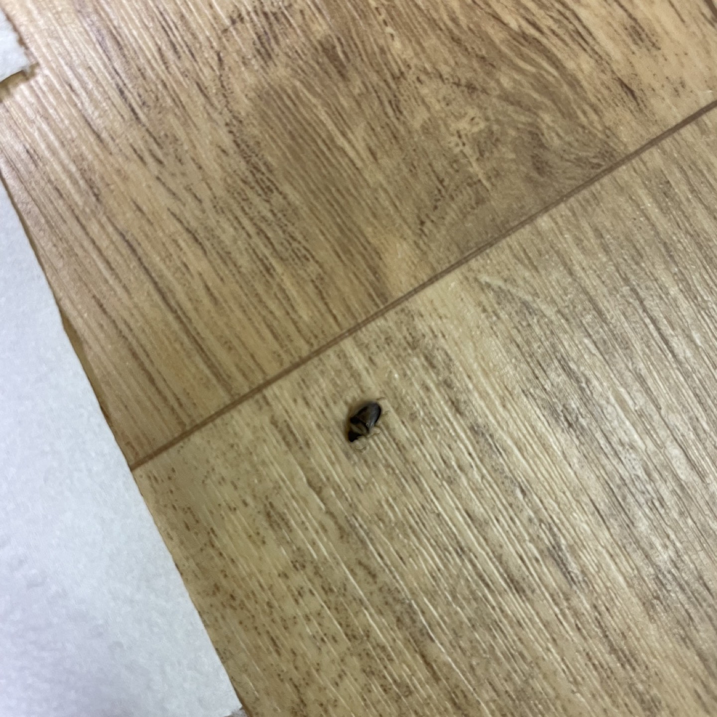 오늘 집에서 발견했는데 바퀴벌레일까요? ㅠㅠㅠ  썸네일