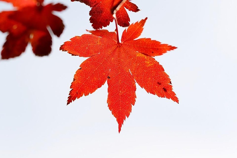 보드게임 모임 team MAPLE🍁  썸네일