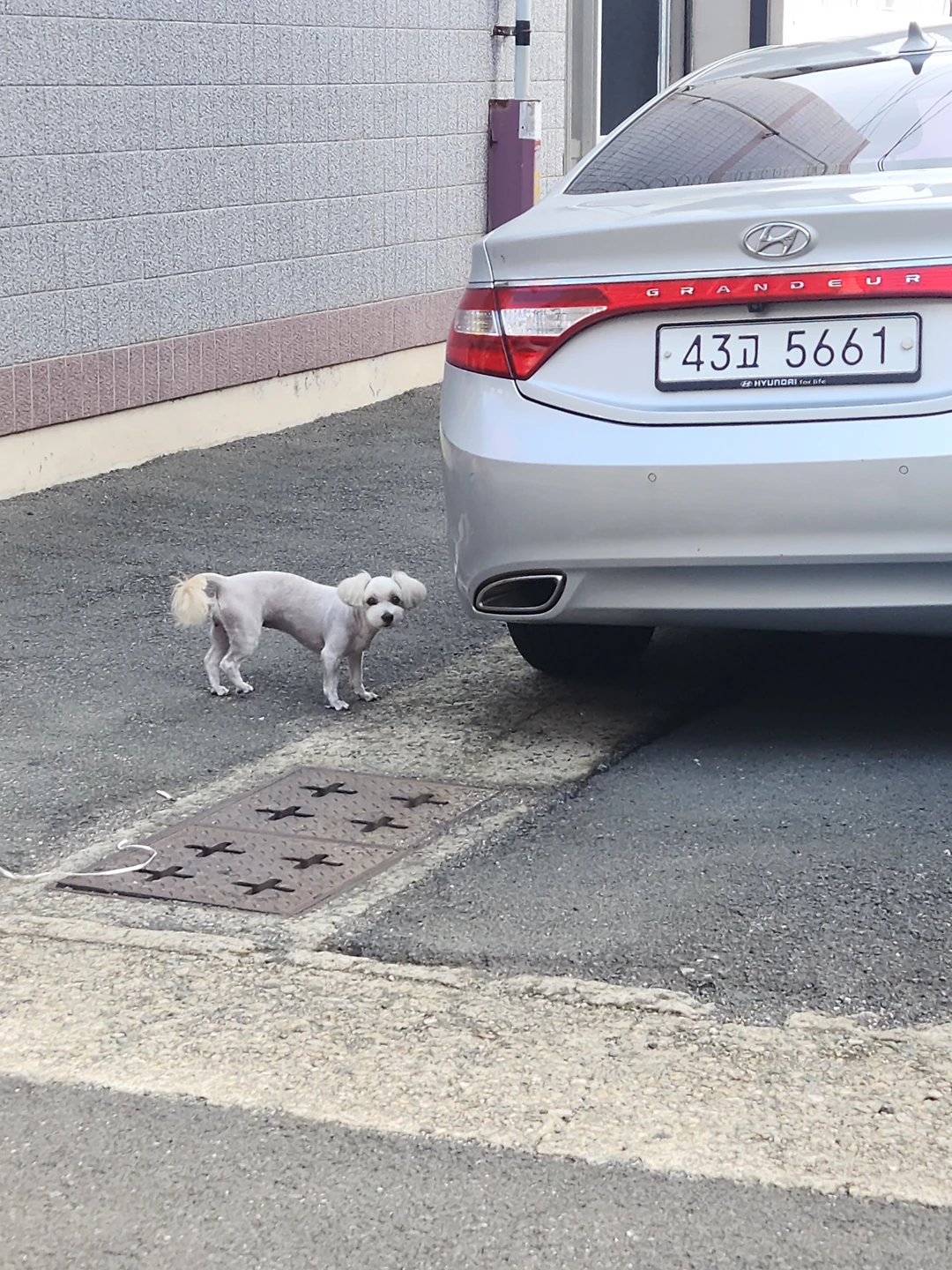 강아지 말티즈 잃어버리신 분?? 썸네일