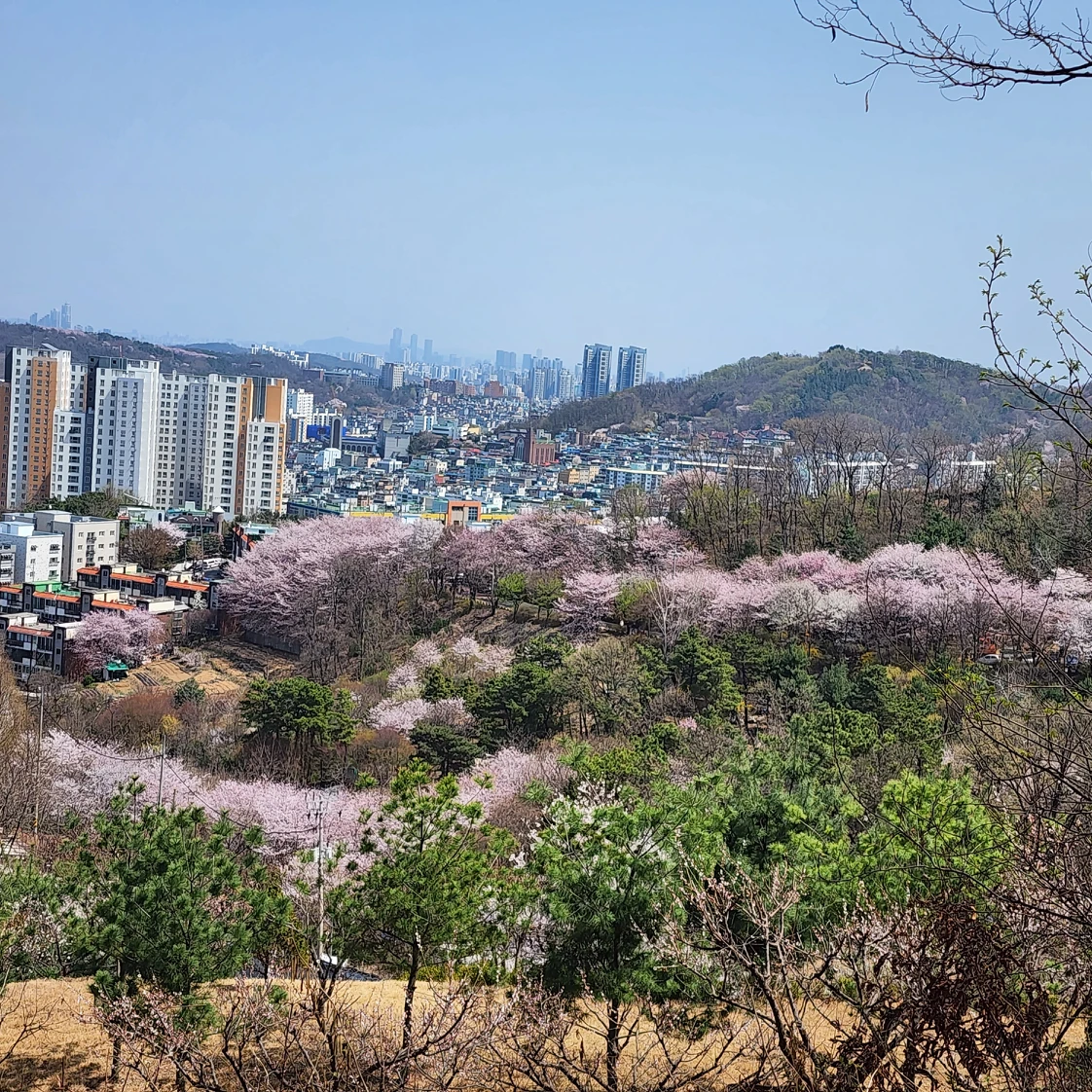 전진아파트 길 벚꽃 피었어요! ~😆😆😆 썸네일