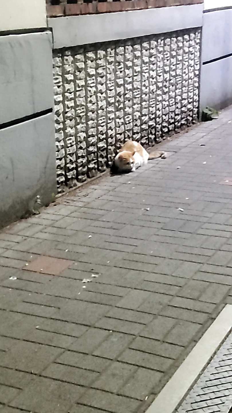 경남1차앞 대로변 노랑고양이 썸네일