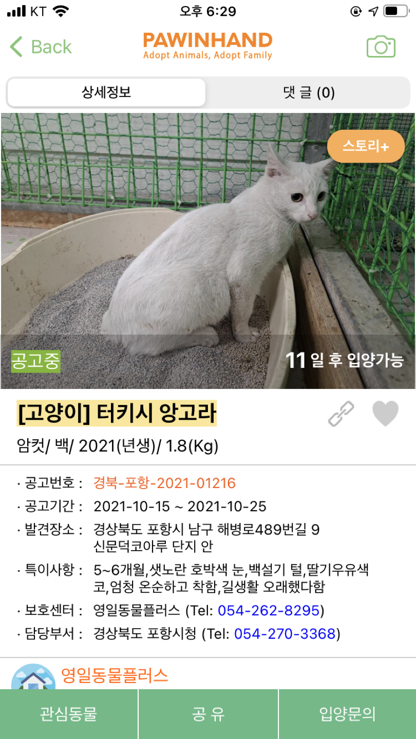 얼마전 터키시앙고라 찾으시던 분 고양이 찾으셨나요?? 썸네일
