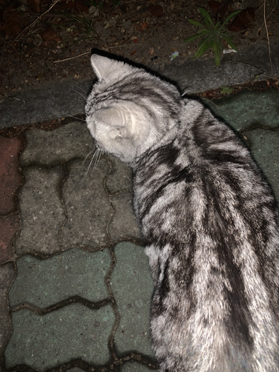 혹시 고양이 잃어 버리신 분 계세요?.. 썸네일