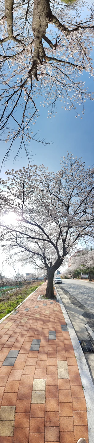 아산스파비스앞 벚꽃길 썸네일