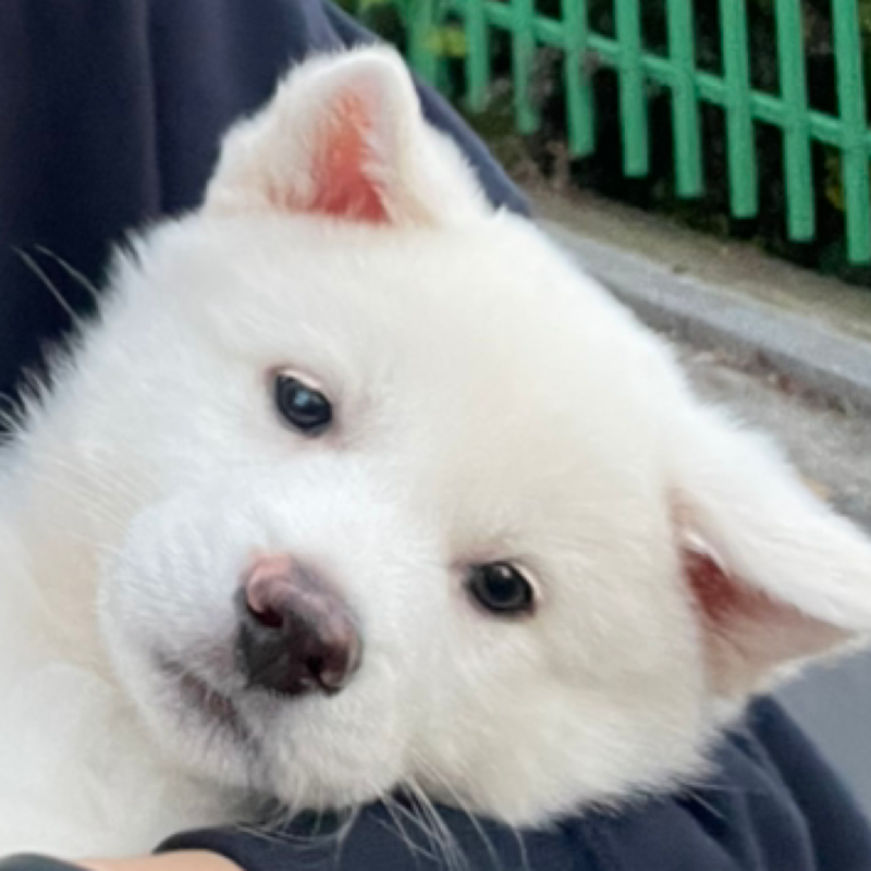 진돗개 진도믹스 모임 🐕🌻 썸네일