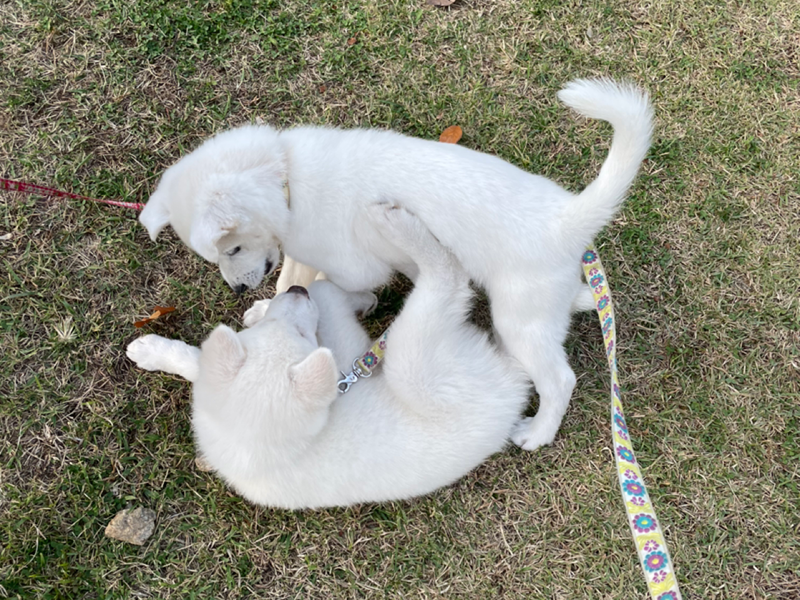 진돗개 진도믹스 모임 🐕🌻