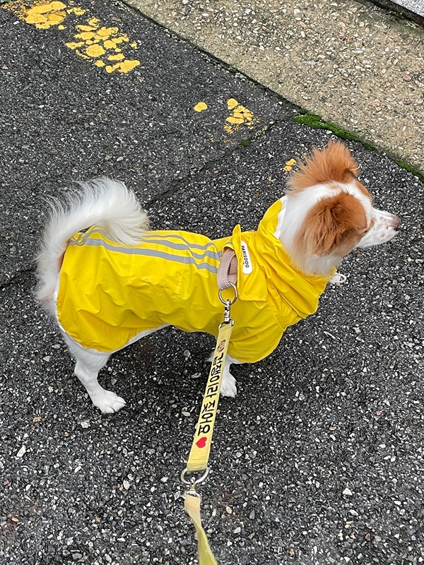 🐶낙성대동 강아지 산책모임🐶 썸네일