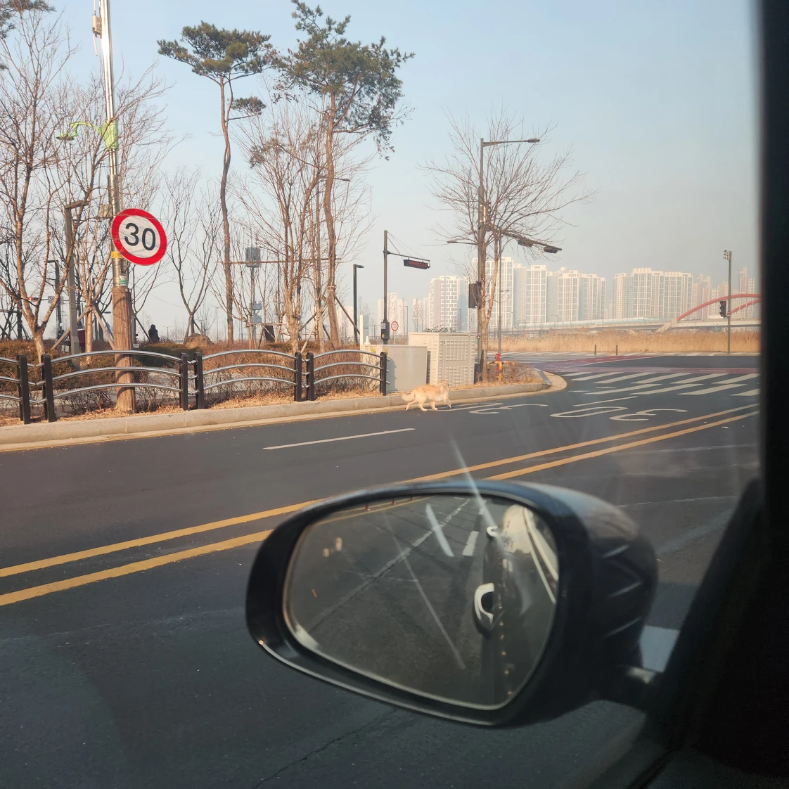 골든 리트리버 추정 강아지 돌아다니네요 썸네일