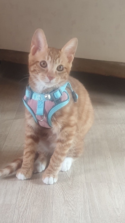 길냥이 찿아요 썸네일