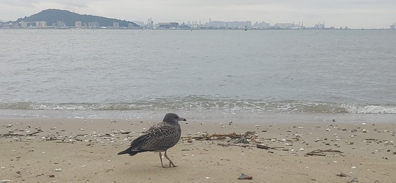 영종도 SOLO 캠핑비박낚시모임!! 취미공유 썸네일