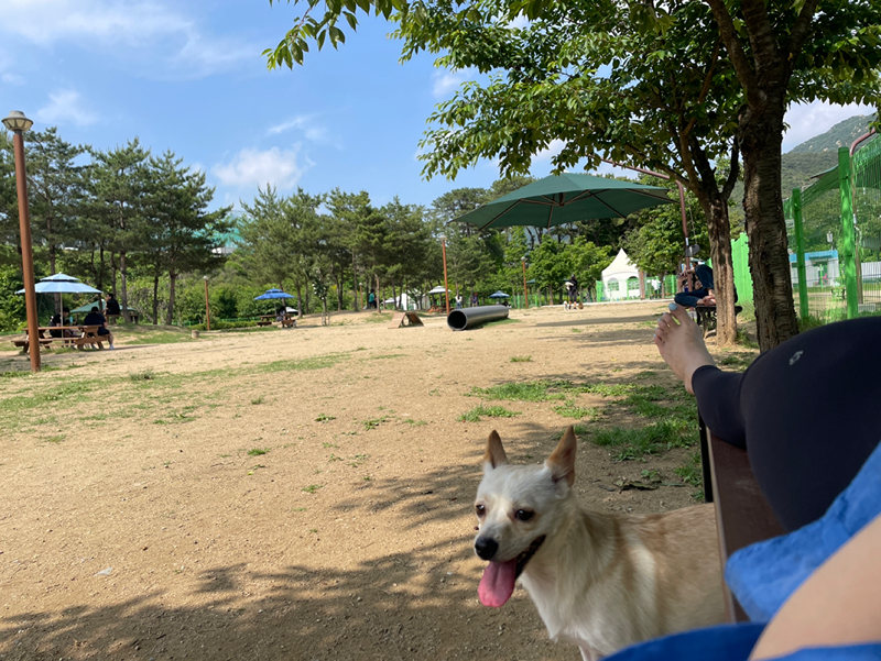 삼막공원 애견친구 만들어요 썸네일