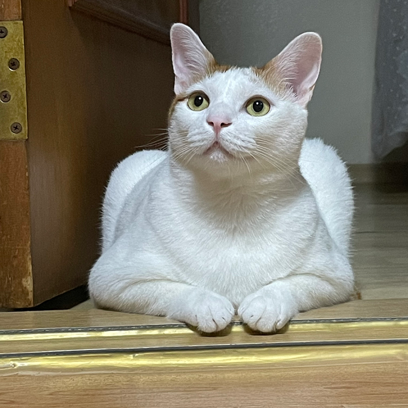 구로동 고양이 집사 모여라 썸네일