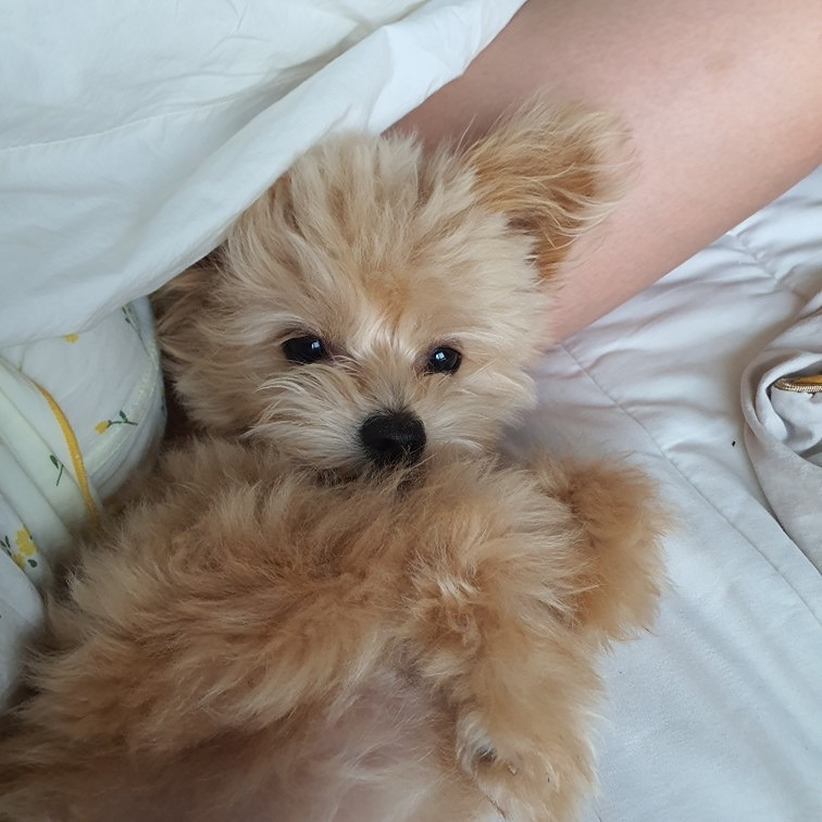 반려동물자랑하기🐶 썸네일