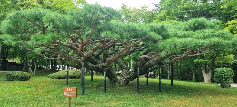 안양천 산책모임