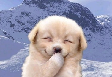 🐶일산 행복한 댕댕이 모임 썸네일