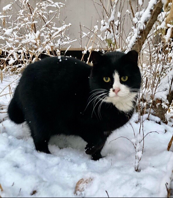 길냥이 보호 썸네일