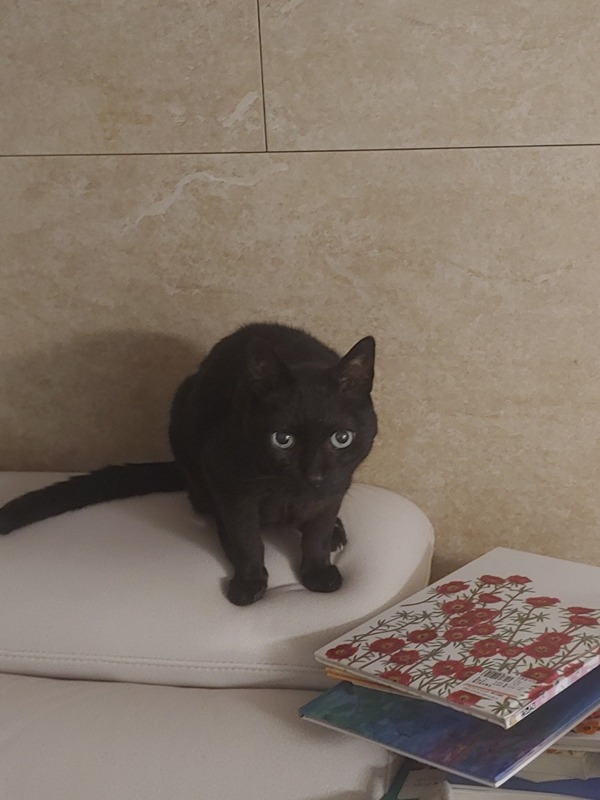 시니어고양이 썸네일