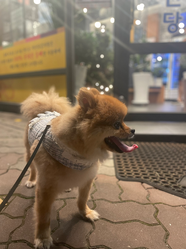 강아지를 사랑하는 사람들 썸네일