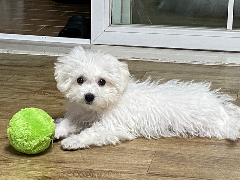 🐶 강아지 모임 썸네일
