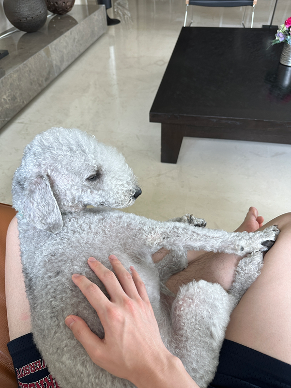 한남용산금호신사 강아지 산책방 🐶 썸네일