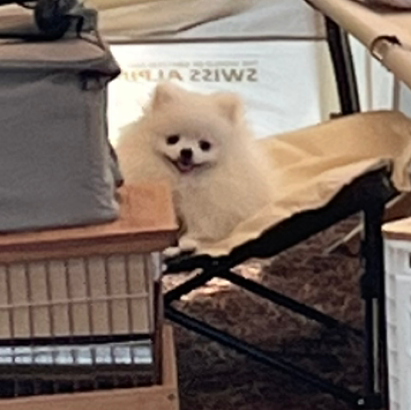 댕댕이 산책🐶애카 모임 썸네일