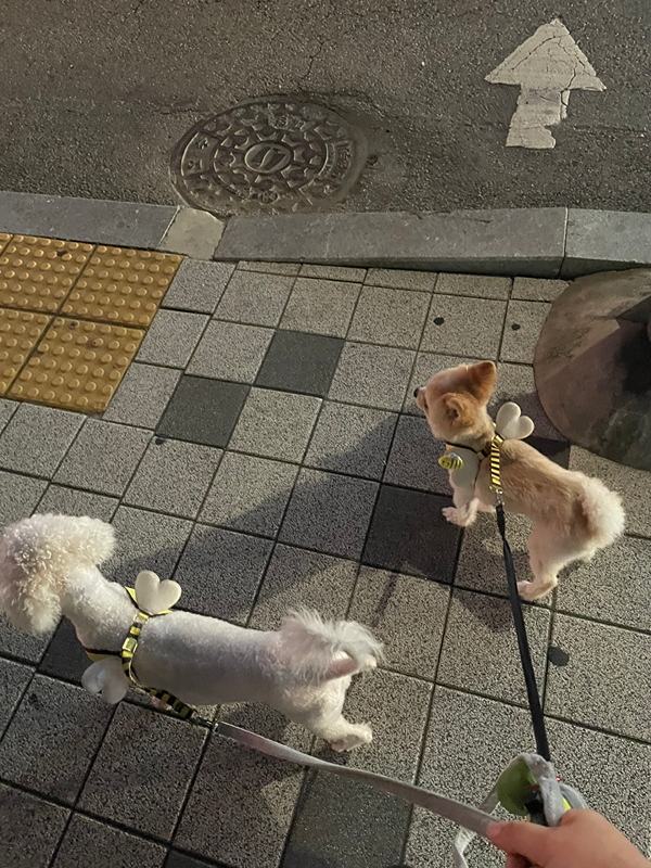 ⭐️녹양동 반려견 놀이터 ⭐️ 썸네일