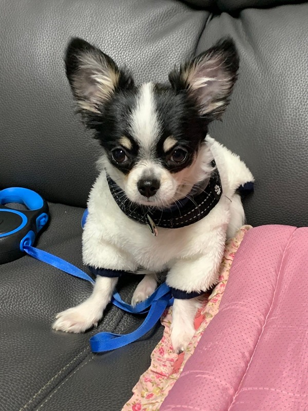 치왈왈🐶(치와와) 썸네일