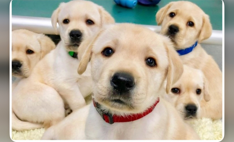 강아지 🐶주말 모임 썸네일
