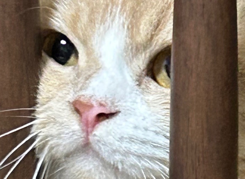 울집 강아지, 고양이 자랑🐶🐱 썸네일