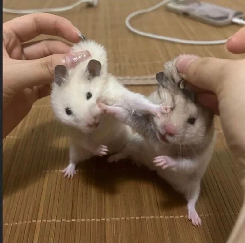 커버댄스동호회 썸네일