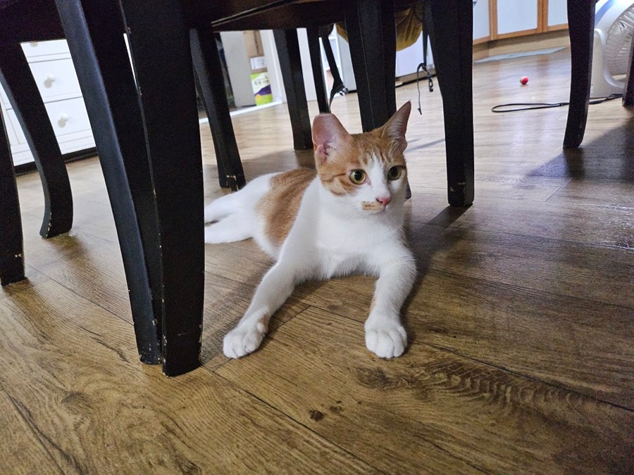 집냥이 3개월차 루나 썸네일