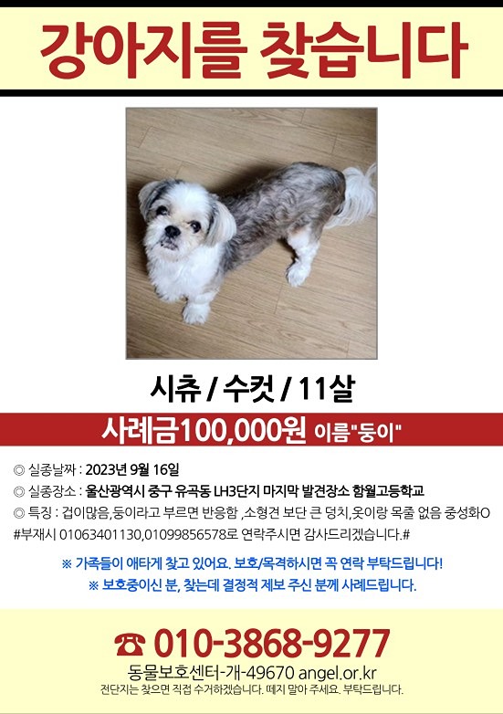 강아지 시츄를 찾습니다(유곡태화우정) 썸네일