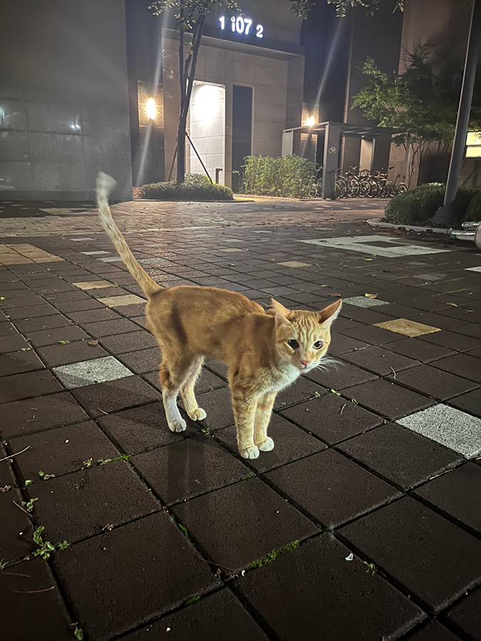 고양이 임보해주실 분 찾아요 썸네일